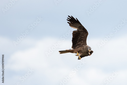 Tablou pe pânză Black kite