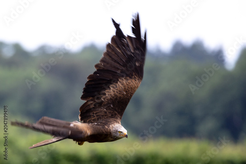 Tablou pe pânză Black kite