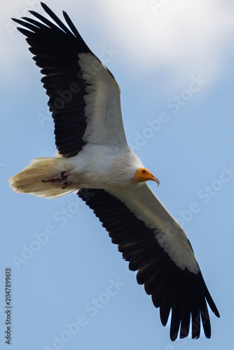 Obraz na plátně Egyptian vulture