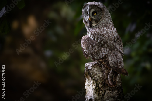 Great  Grey Owl