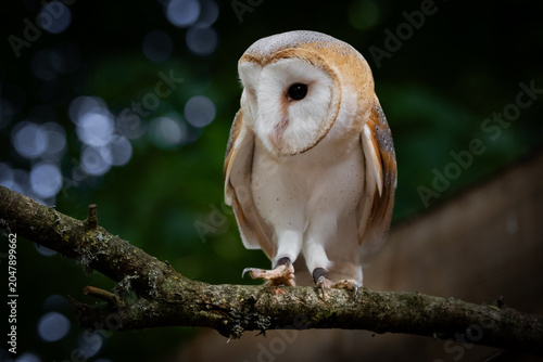 Shy Barn Owl