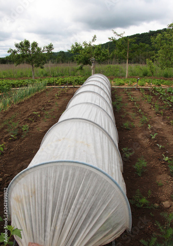 Fotografie A mini hotbed made of agrofibre in the garden