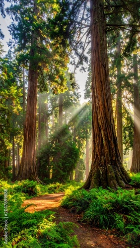 A serene forest path surrounded by tall trees and lush greenery with sunbeams filtering through