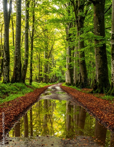 A serene forest path with a puddle reflecting trees