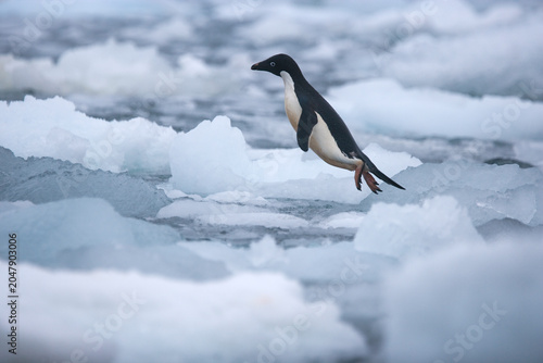 Schilderij op canvas Adelie Penguin leaps into the Southern Ocean