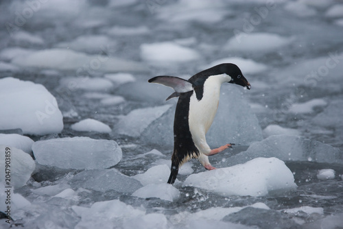 Adelie Penguin jumps onto the ice in the Southern Ocean