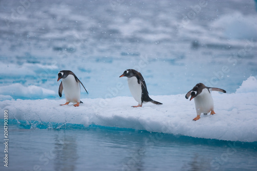 Фотография Gentoo Penguins on ice in the Southern Ocean