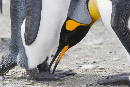 Tableau sur toile King Penguin on South Georgia Island
