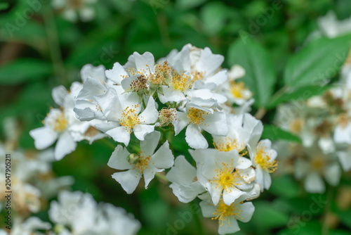 White jasmine flowers and bud growing in botanical garden. Bush of jasminum abundant blooming in summer. Nature background with flowering olive family. Natural floral summer bloom garden.