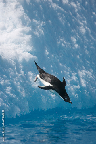 фотографія Adelie Penguin diving off an iceberg in the Southern Ocean