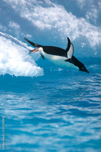Fotografía Adelie penguin diving from and iceberg in the Southern Ocean