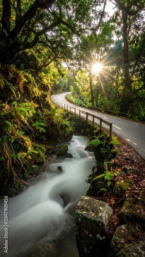 A serene forest road winds along a stream at sunrise