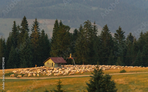 view of a mountain cottage and a flock of sheep
