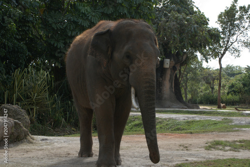 Photography elephant in the zoo