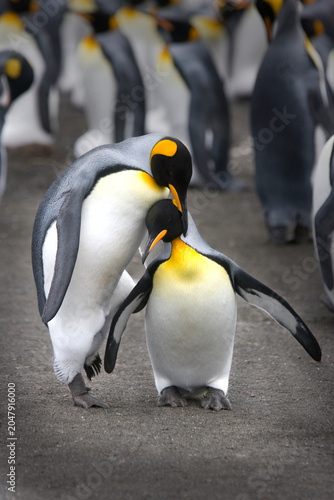 King Penguins on South Georgia Island