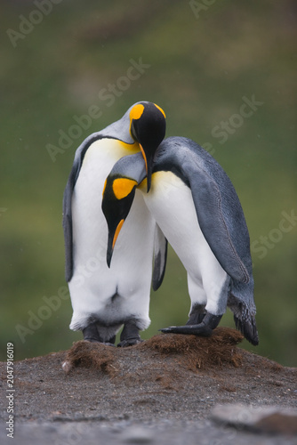 King Penguins on South Georgia Island