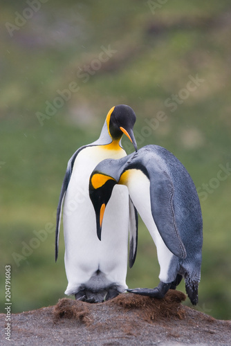 King Penguins on South Georgia Island