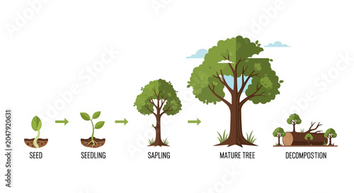 Foto Tree Life Cycle: Seed, Seedling, Sapling, Mature Tree to Decomposition