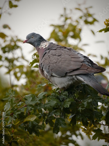 pigeon drying its feathers on a tree branch