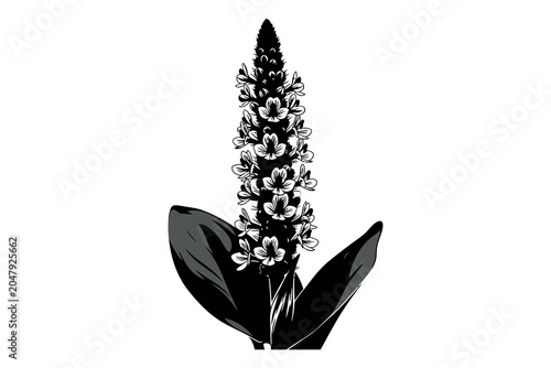 Bild auf Leinwand Silhouette of a lily of the valley plant with flowers and leaves