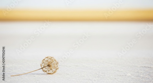 Minimalist Dandelion Seed Head on a Textured Surface.