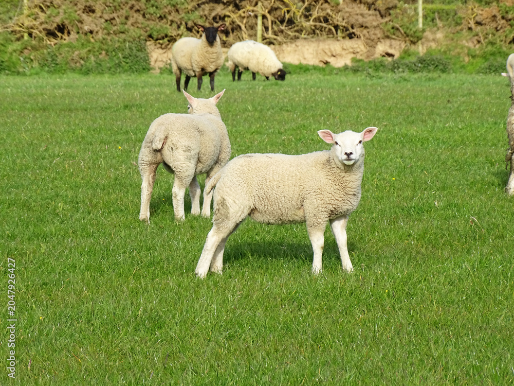 Obraz premium sheep in a field