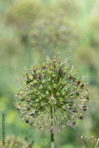 There is some faded ornamental garlic in the garden. Water droplets have gathered on the bulbs.