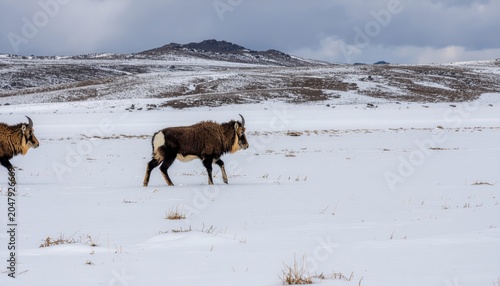 Two mountain animals walk across a snowy landscape under a cloudy sky.