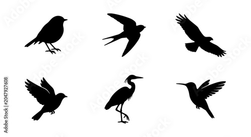Foto Diverse Bird Silhouettes Collection, Vector Icons for Nature and Wildlife Design
