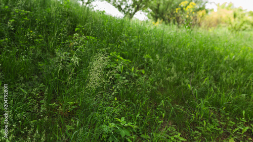 Tableau sur toile Lush green grass growing on field hillside in summer day.
