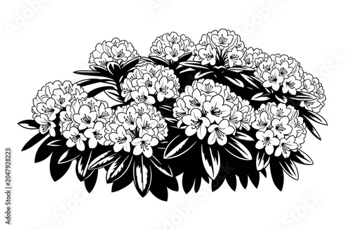 Fotografie Silhouette of a blooming plant with flowers and leaves