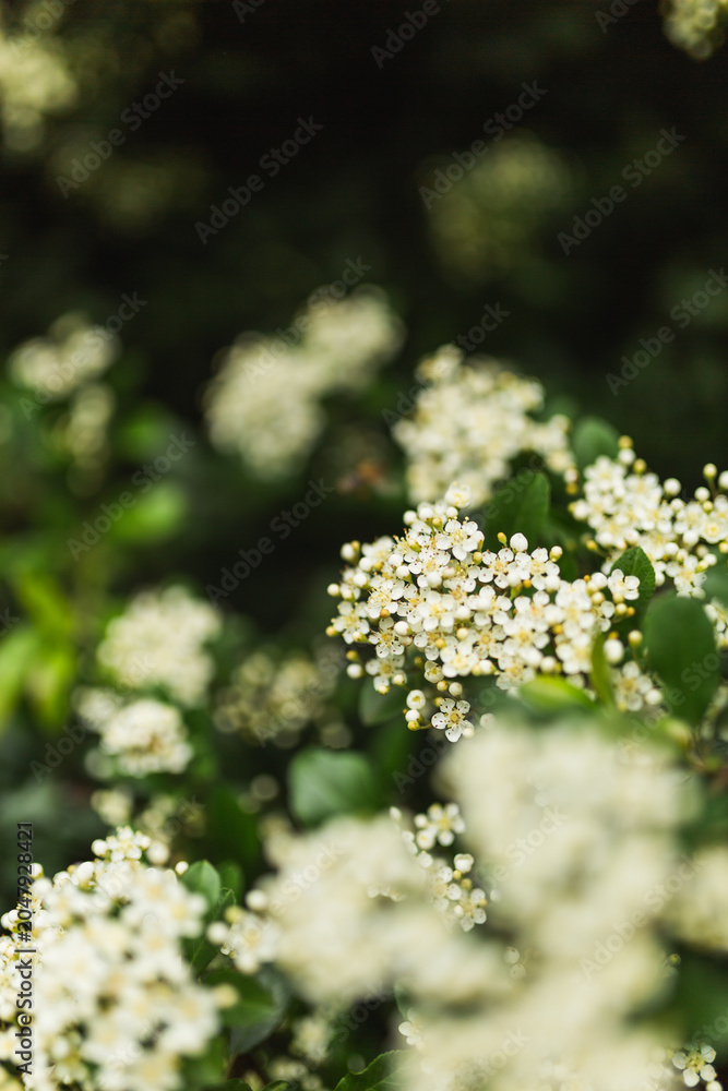 Obraz premium Clustering white flowers and buds on a green hedge shrub.