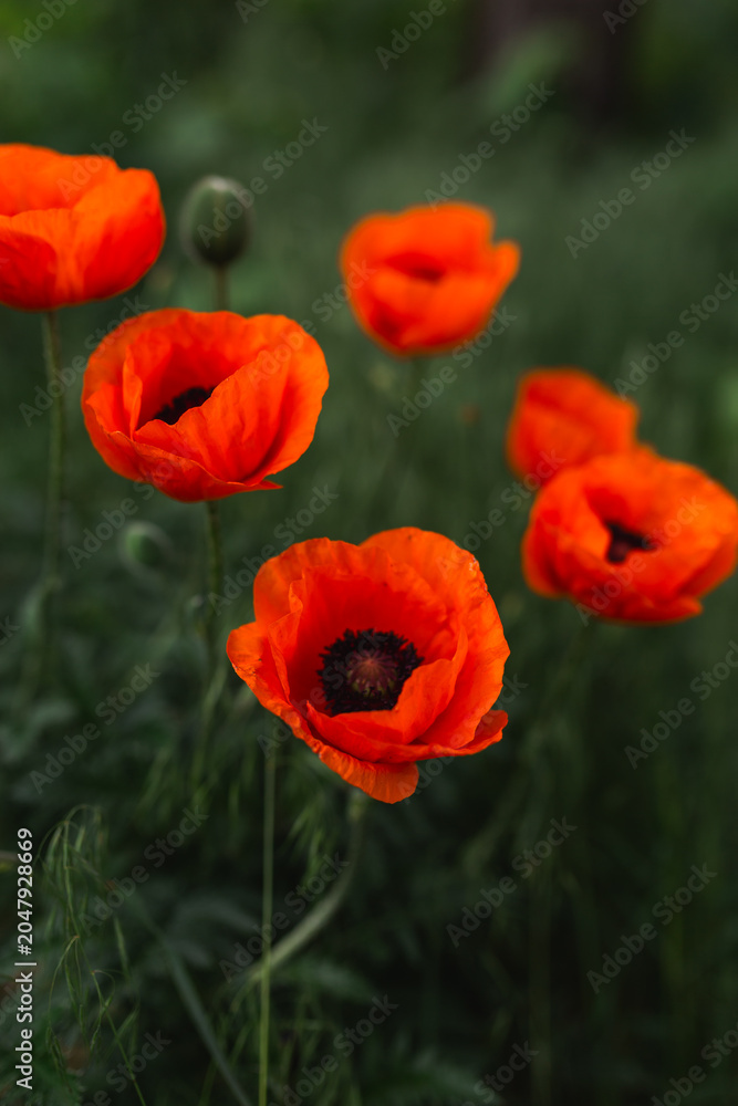 Obraz premium Beautiful red poppy flowers blooming on a dark green field background.