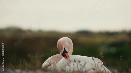 Swan birds grooming, white swans cleaning feathers, large waterfowl 