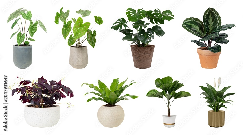 Fototapeta premium Diverse potted plants collection elements isolated on white