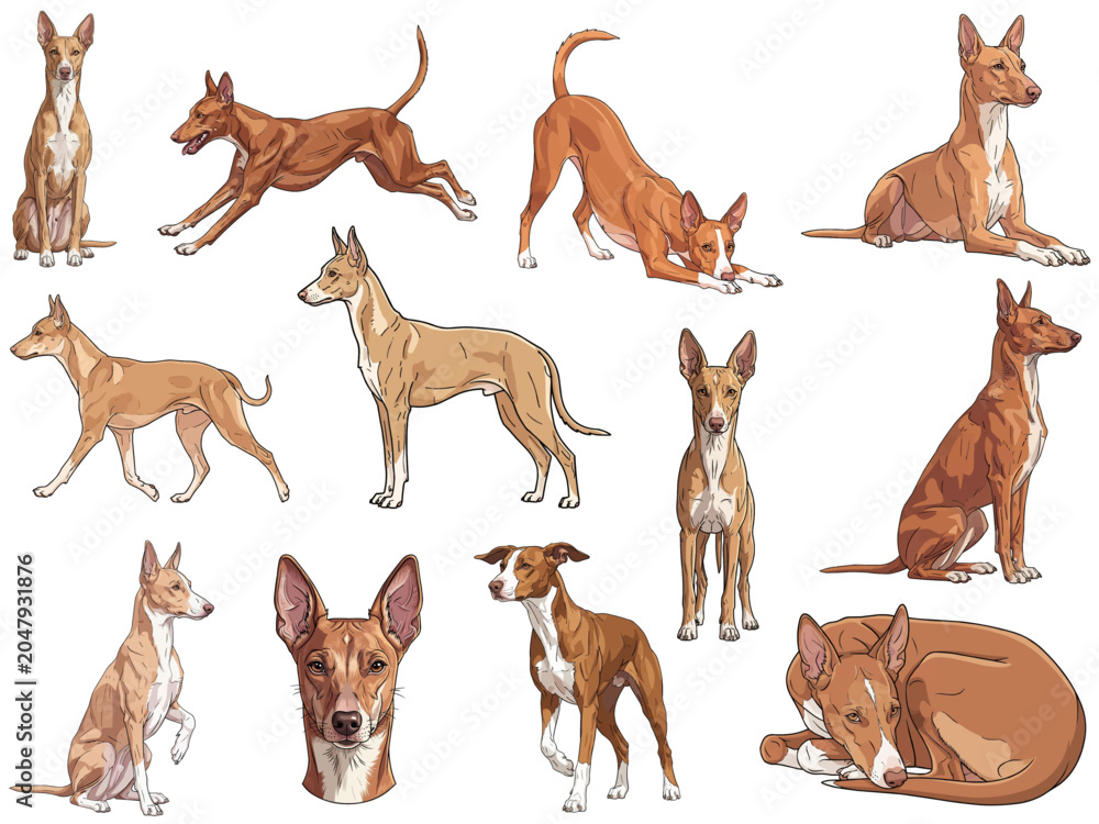 Fototapeta premium Cirneco dell’Etna dog 12 profile poses collection vector illustration