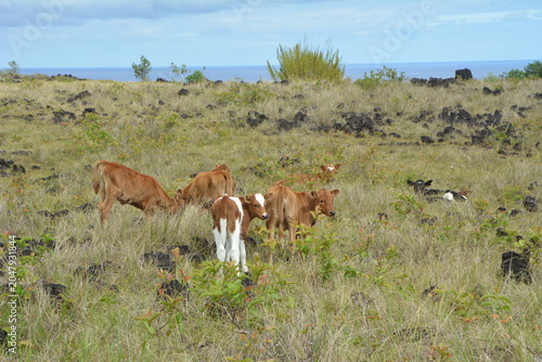 Moai Statues and Volcanic Landscapes of Rapa Nui, Chile