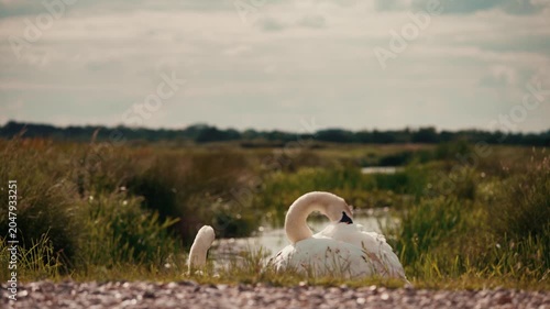 Swan birds grooming, white swans cleaning feathers, large waterfowl 