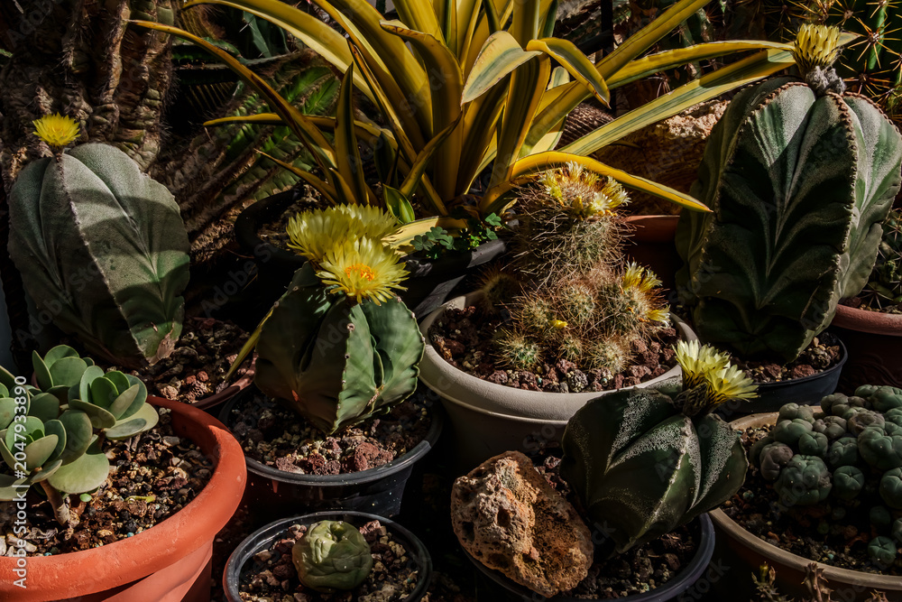 Obraz premium Various cacti and succulents with vibrant yellow flowers displayed in terracotta and plastic pots in a sunny greenhouse environment