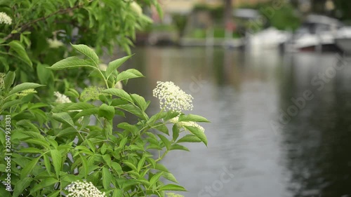 White elderflower blooms on lush green branches beside calm water, static high-quality summer nature footage with natural scenery