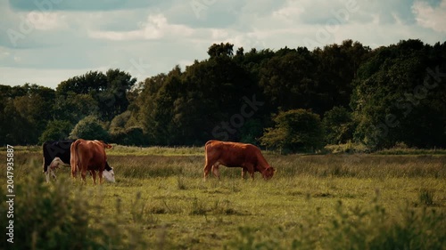 Brown cow grazing in a field, cattle farm pasture free range farm animals
