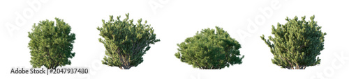 Foto Pinus mugo 4 bush collection (mugo pine, mountain pine, dwarf mountain pine) iso