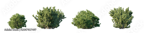Photos Pinus mugo 4 bush collection (mugo pine, mountain pine, dwarf mountain pine) iso