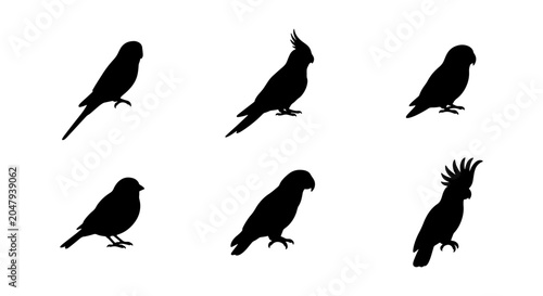 Bild auf Leinwand Vector Silhouettes of Six Diverse Birds, Including Budgie, Cockatiel, and Cockat