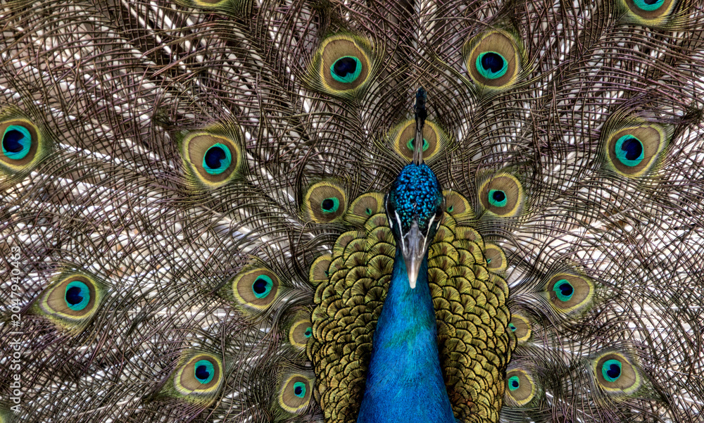 Obraz premium Indian Peafowl Displaying Feathers Close-Up