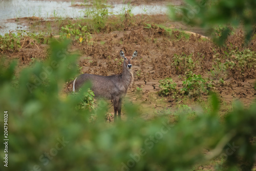 Photos Male waterbuck standing alert in the bushveld vegetation in South Africa safari