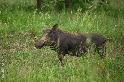 Common warthog (Phacochoerus africanus). It is a wild member of the pig family, recognizable by its distinct facial wattles (