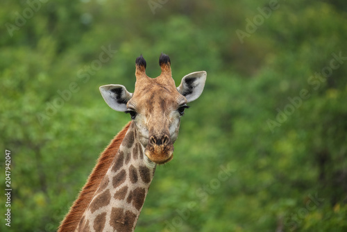 South African giraffe (Giraffa camelopardalis giraffa) standing amidst lush green bushveld vegetation