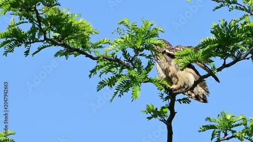 A Short-eared Owl (Asio flammeus) sits on a branch in the wild, slowly turning its head while observing its surroundings. Beautiful slow-motion wildlife footage in a natural habitat.
