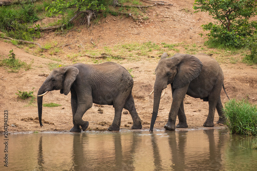 African bush elephants (Loxodonta africana), including multiple adults and a young calf, seeking shade or foraging together under the canopy of a large green tree.